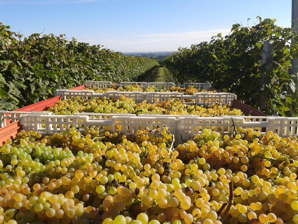 Agriturismo E Cantina La Sabbiona ฟาเอนซา ภายนอก รูปภาพ